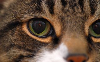 Глазки котика