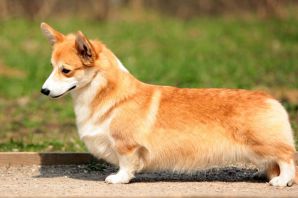 Рыжая собака с короткими лапами