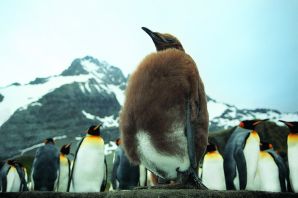 Птенец императорского пингвина