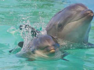 Гибрид касатки и дельфина