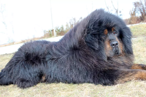Самая большая собака в мире тибетский
