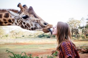 У жирафа фиолетовый язык