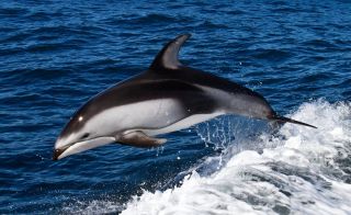 Дельфины белобочки