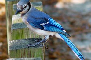 Синяя сойка птица