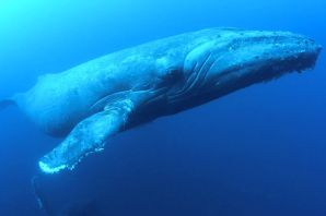 Самый огромный кит в мире