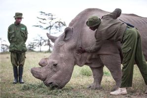 Самый большой носорог в мире