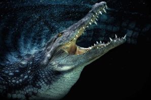 Злой крокодил