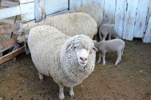 Алтайская овца