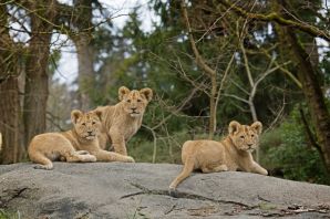 Семейство львы