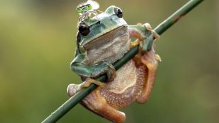 Серая и зеленая жабы
