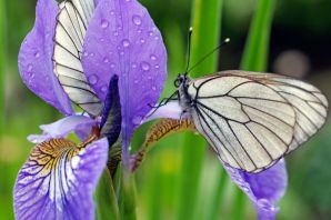 Бабочки лиловые