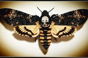 Ночная бабочка моль