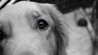Цвет глаз у собак