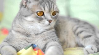Шотландский прямоухий кот серый полосатый
