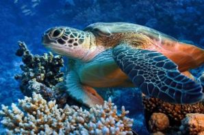 Морская черепаха красная