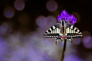 Пурпурный император бабочка
