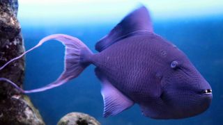 Рыба черного цвета