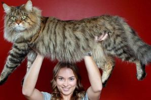 Самая огромная кошка в мире