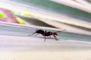 Матка муравья с крыльями