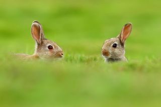 Зайчонок и кролик