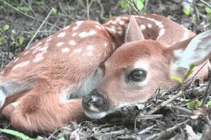 Новорожденный олененок