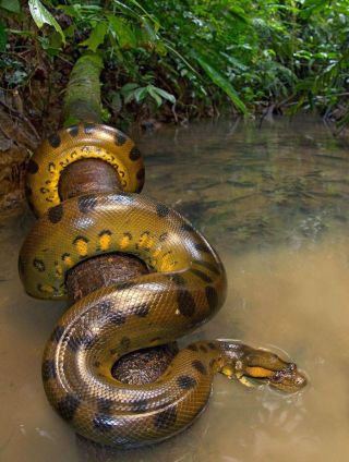 Самая толстая змея в мире