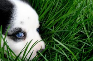 Хаски собака с голубыми глазами