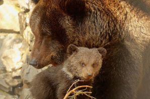 Медведица с медвежатами в берлоге