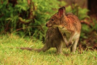 Сумчатая мышь австралии