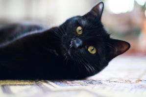 Черный котенок с желтыми глазами