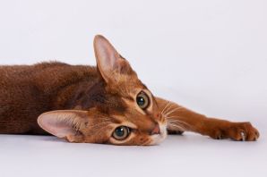 Абиссинская кошка серебристого окраса