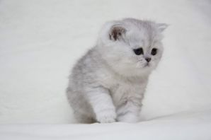 Британская короткошерстная кошка шиншилла серебристая