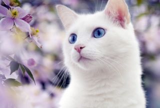 Красивые белые кошки