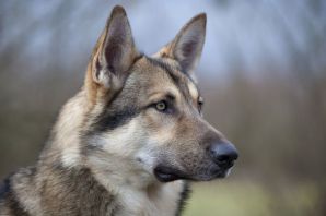 Собака чехословацкий влчак