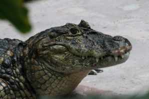 Кайманский крокодил