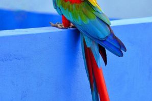 Рыжий попугай