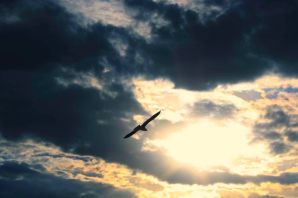 Одинокая птица в небе