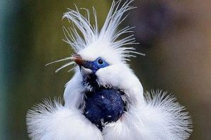Птица с голубыми перьями