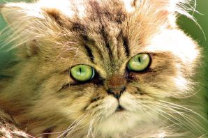 Коты с зелеными глазами