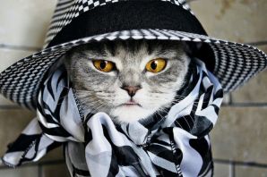 Кот в панаме