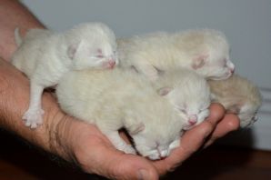 Новорожденные котята шотландские