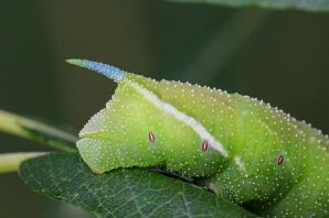 Зеленая гусеница бражника