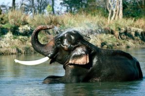 Индийский слоник