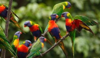 Разноцветные птички