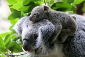 Ленивая коала