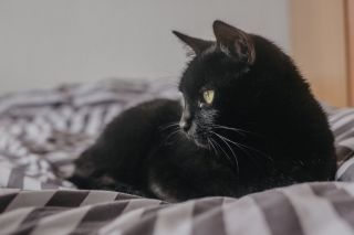 Черный кот дома