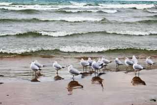 Птицы черноморского побережья