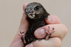 Новорожденный птенец стрижа
