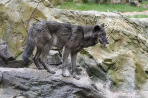 Макензенский волк