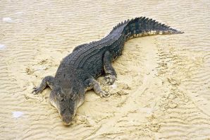 Гребнистый крокодил самый большой